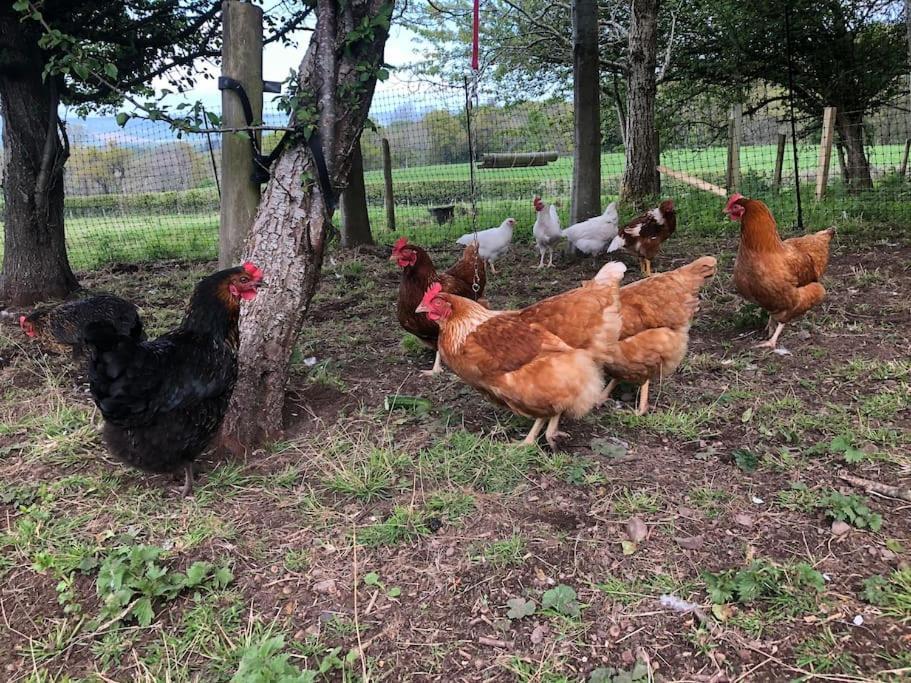 The Steading At Pitmeadow Farm Villa Dunning Bagian luar foto