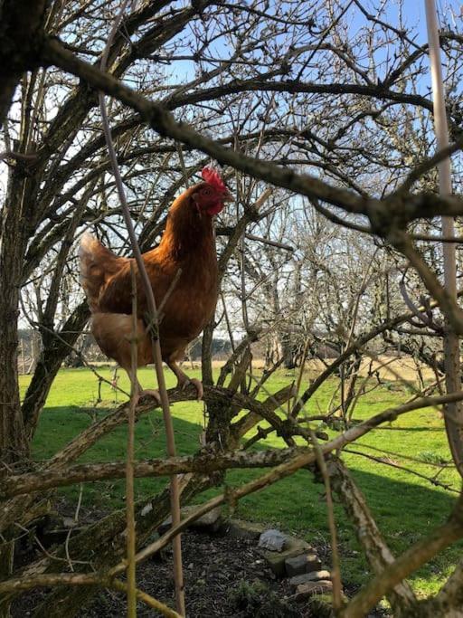 The Steading At Pitmeadow Farm Villa Dunning Bagian luar foto
