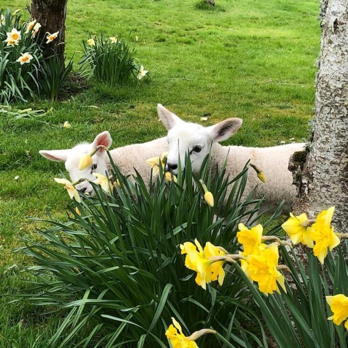 The Steading At Pitmeadow Farm Villa Dunning Bagian luar foto