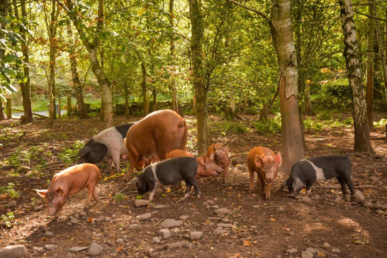 The Steading At Pitmeadow Farm Villa Dunning Bagian luar foto